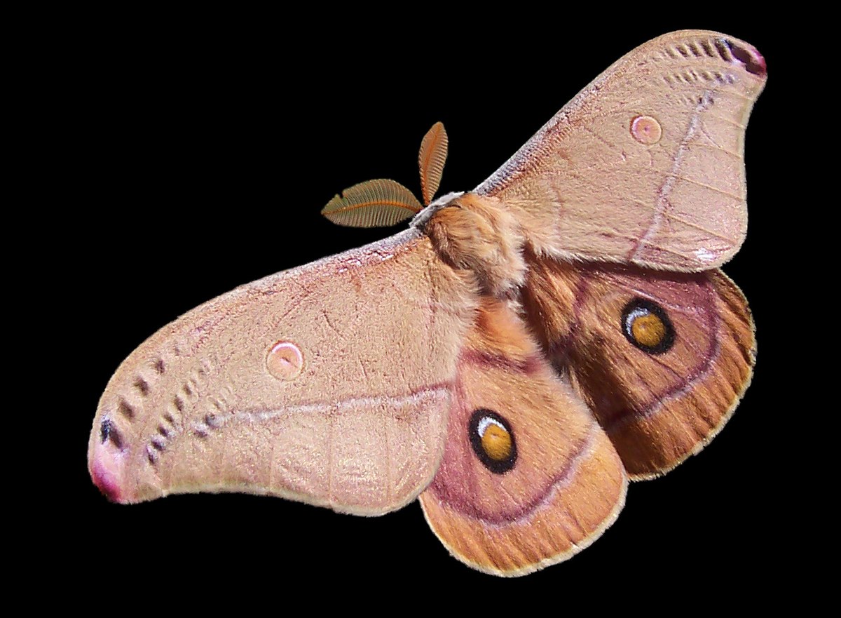 Opodiphthera eucalypti