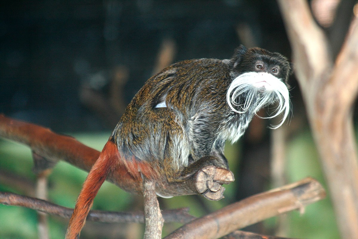 Tamarin empereur