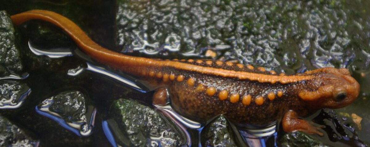 Tylototriton