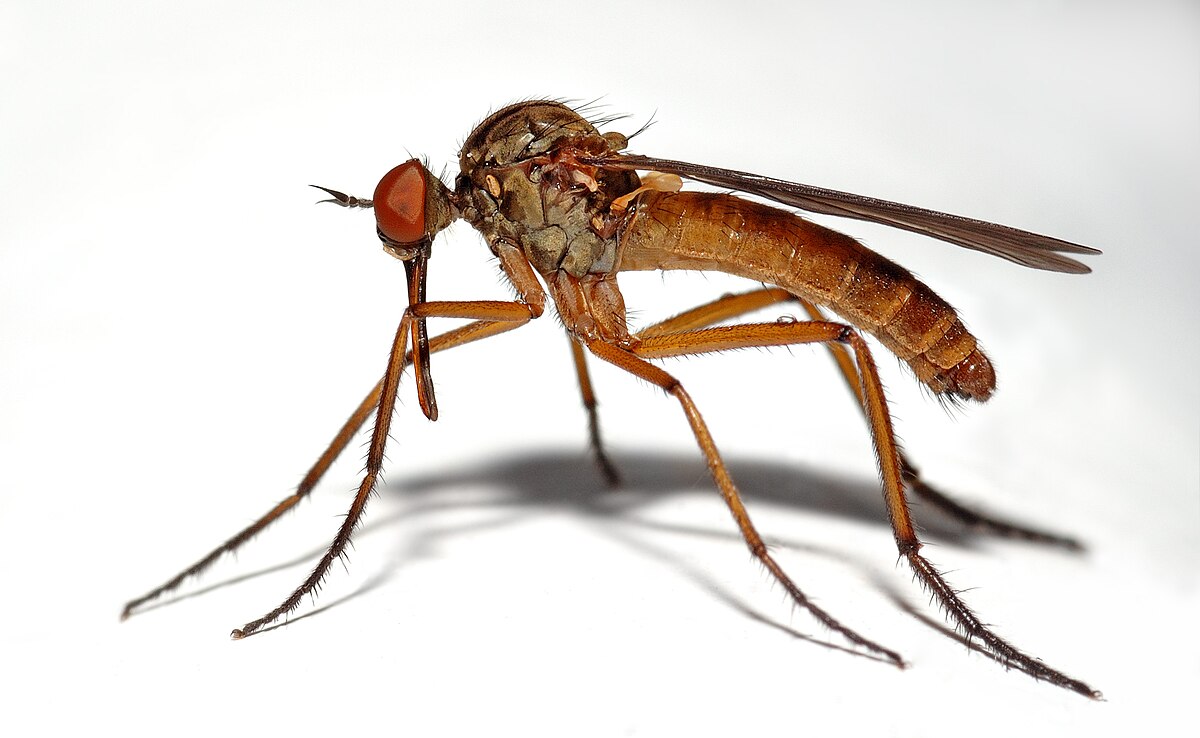 Empis