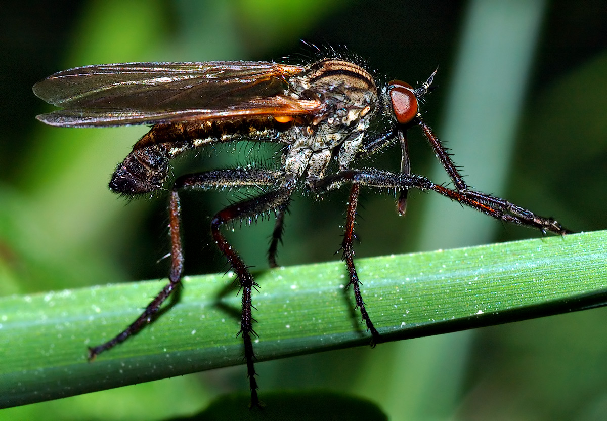 Diptera