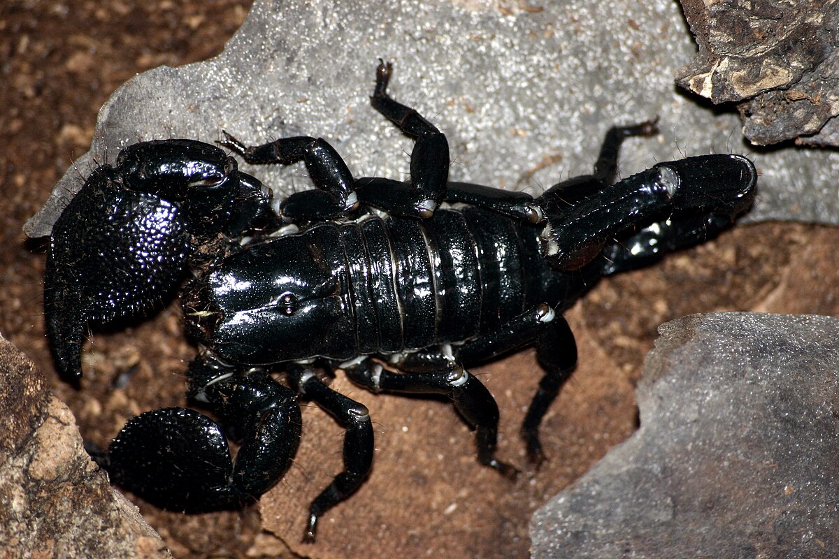 Scorpionidae