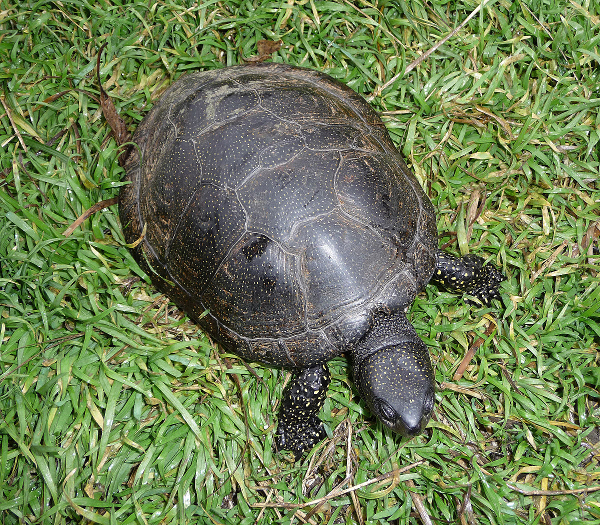 Cistude