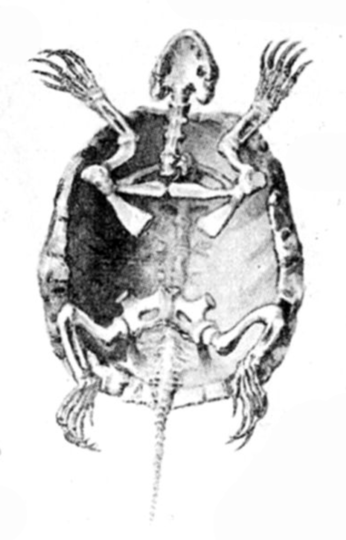 Vue interne du squelette et de la carapace