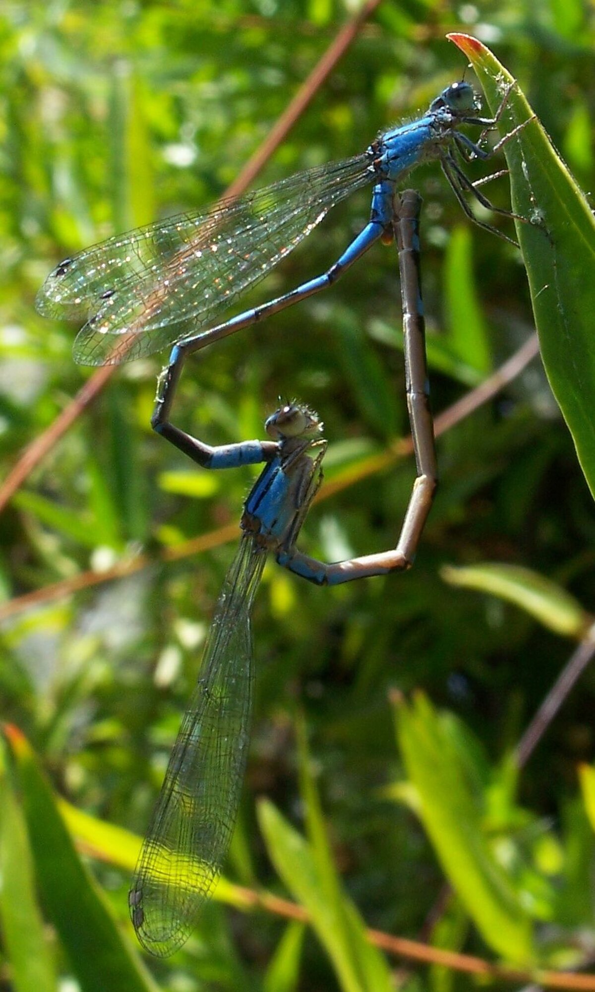 Enallagma