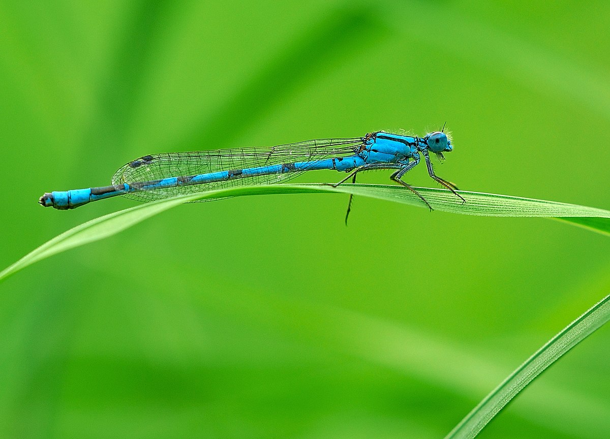 Zygoptera