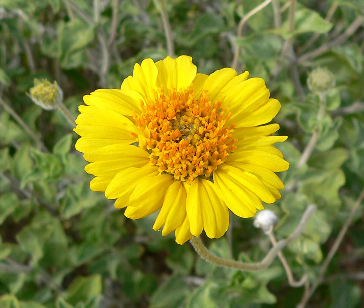Encelia