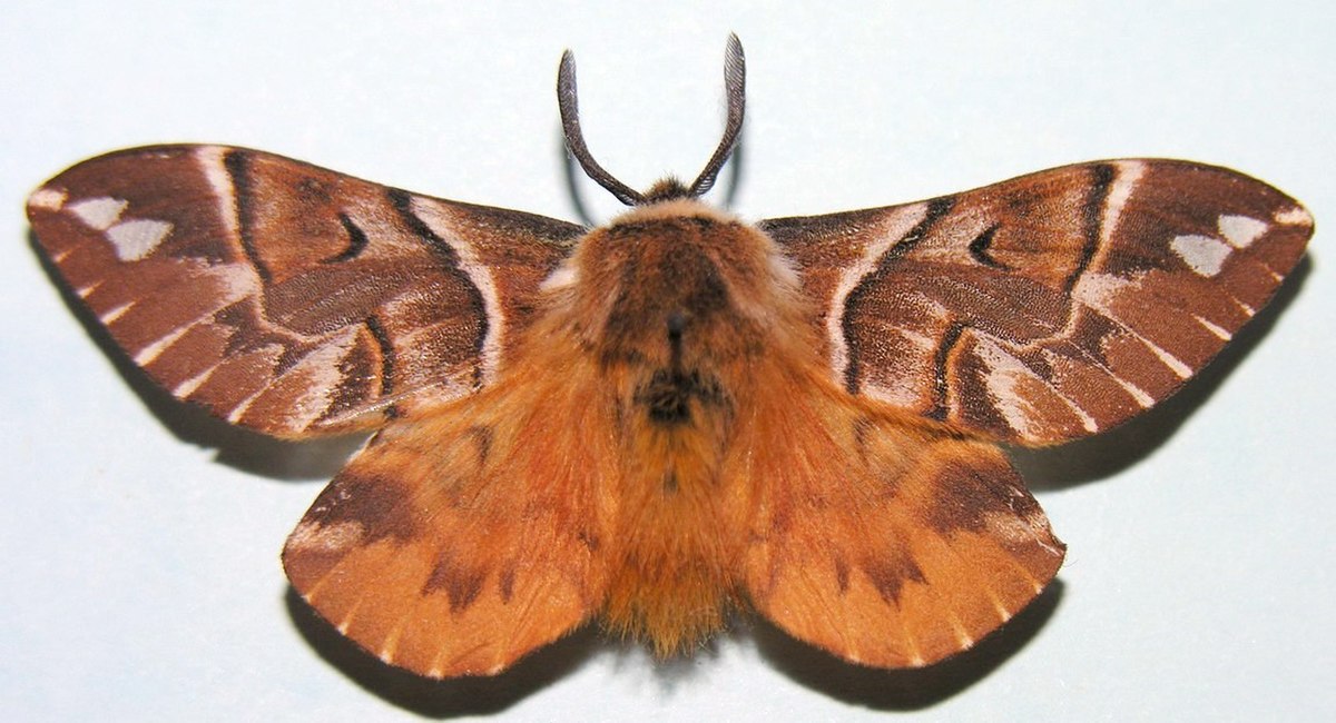 Endromididae