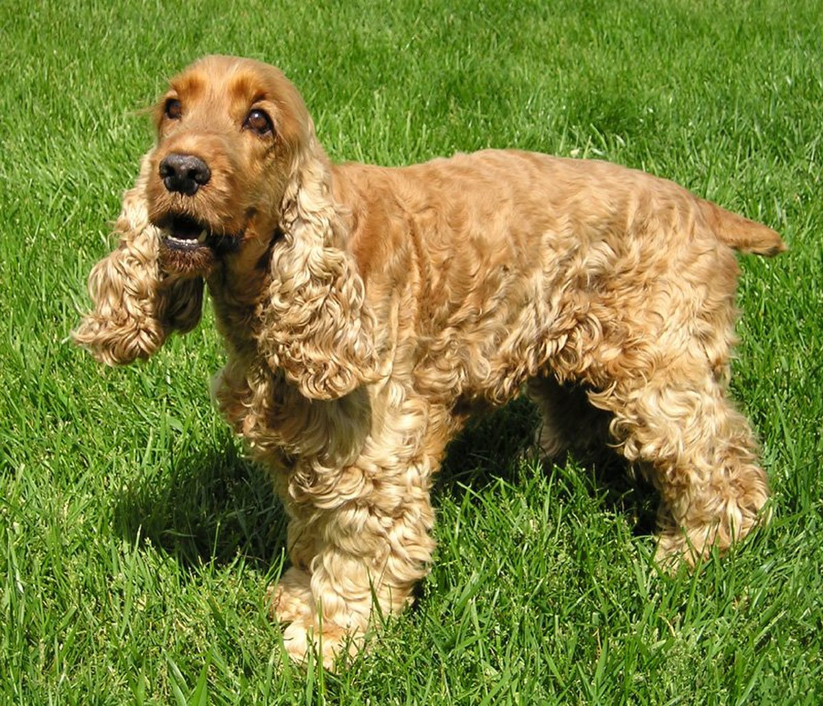 Chien de chasse