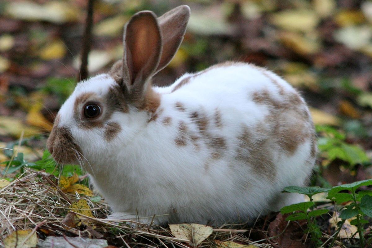 Papillon anglais