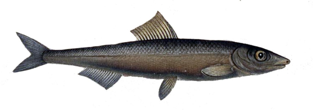 Engraulis
