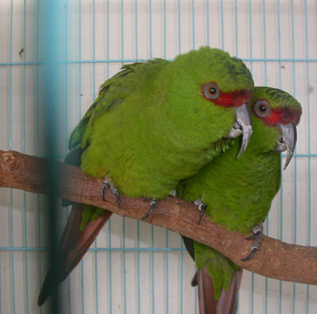 Conure à long bec
