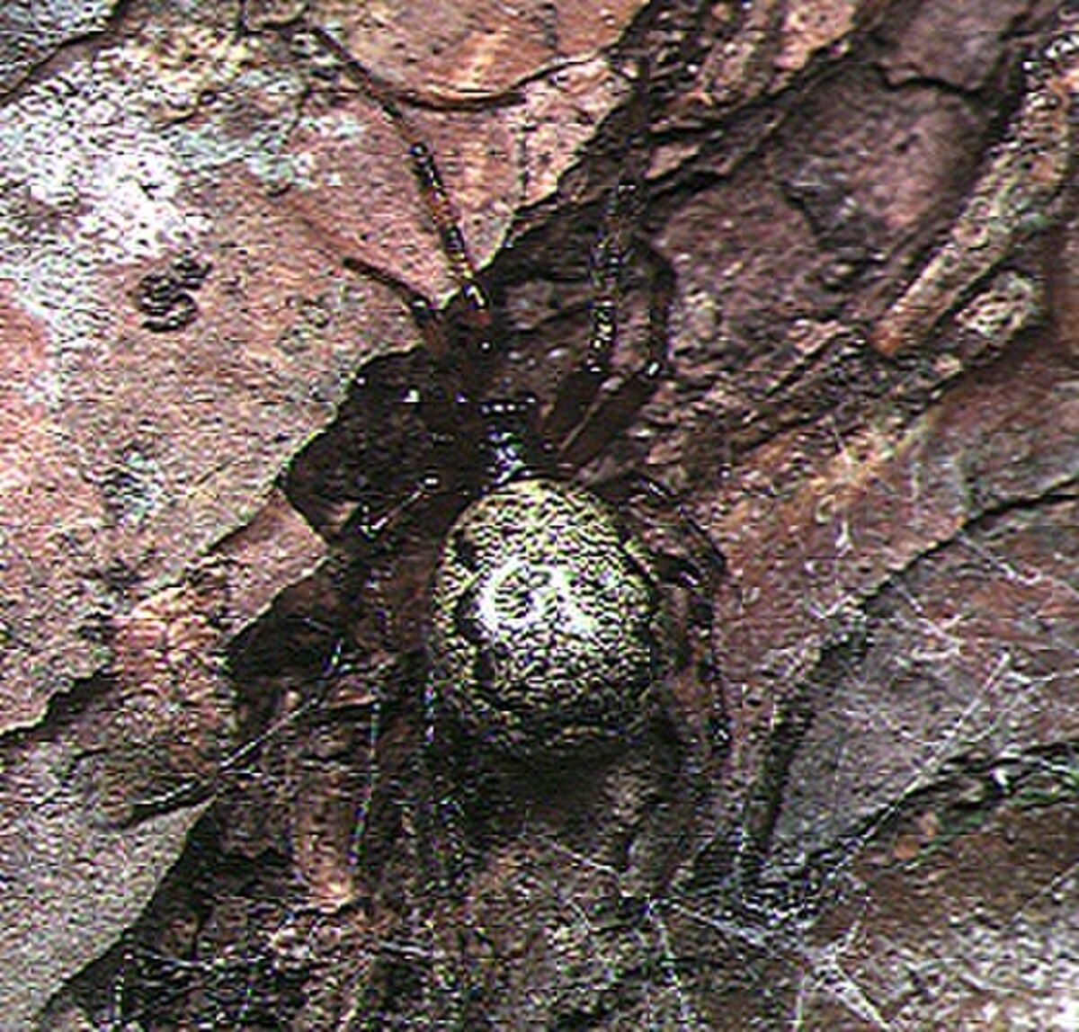 Enoplognatha