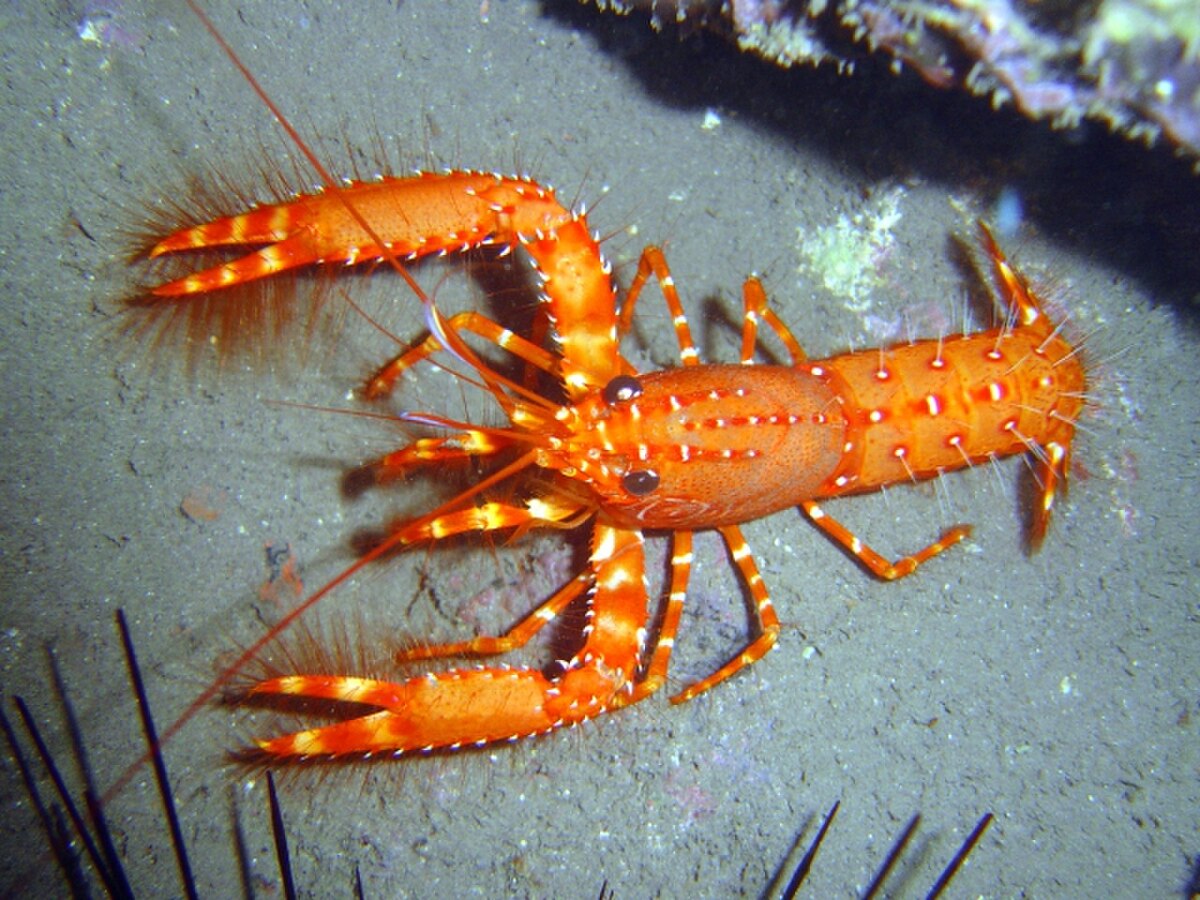 Enoplometopus
