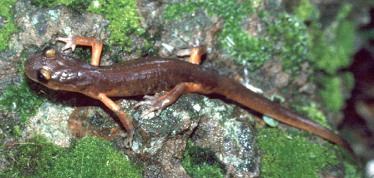 Ensatina eschscholtzii