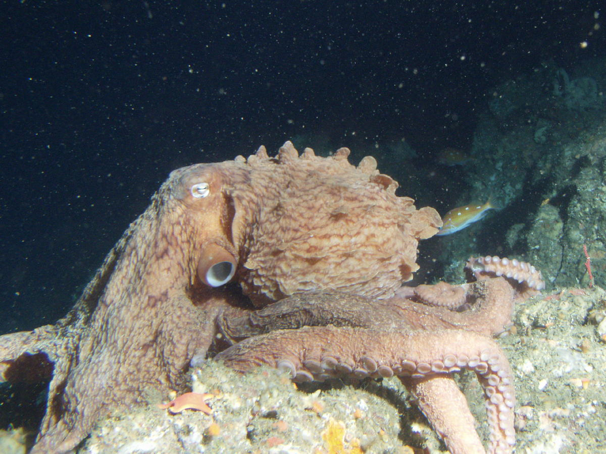 Enteroctopus