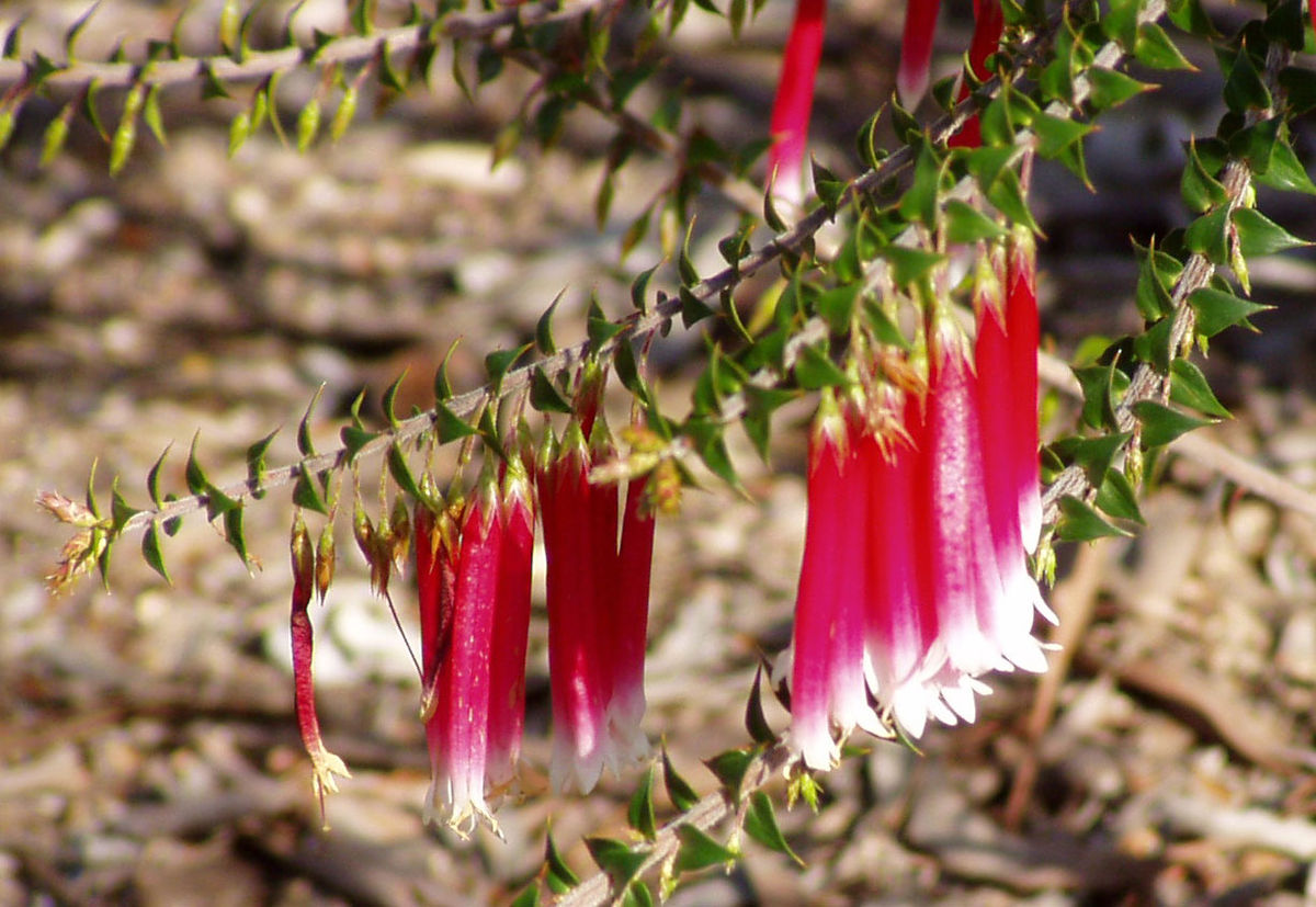 Epacris