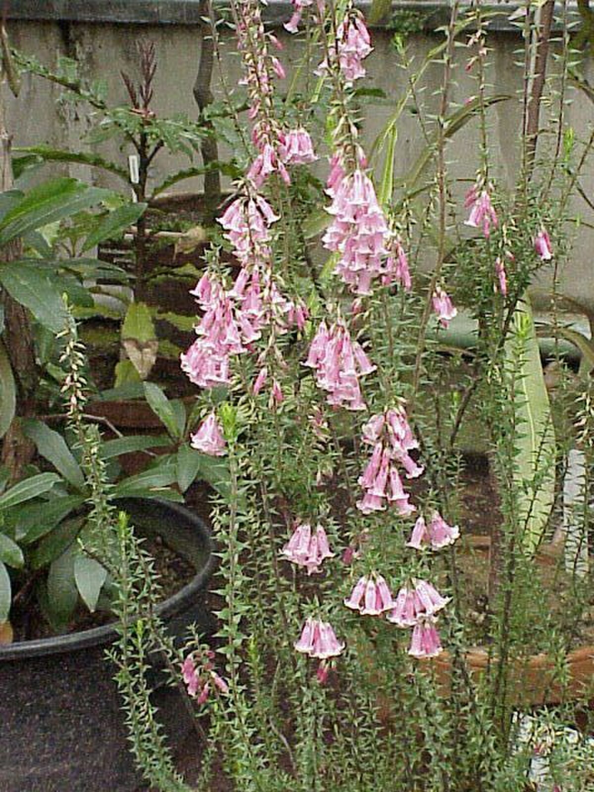 Epacridaceae