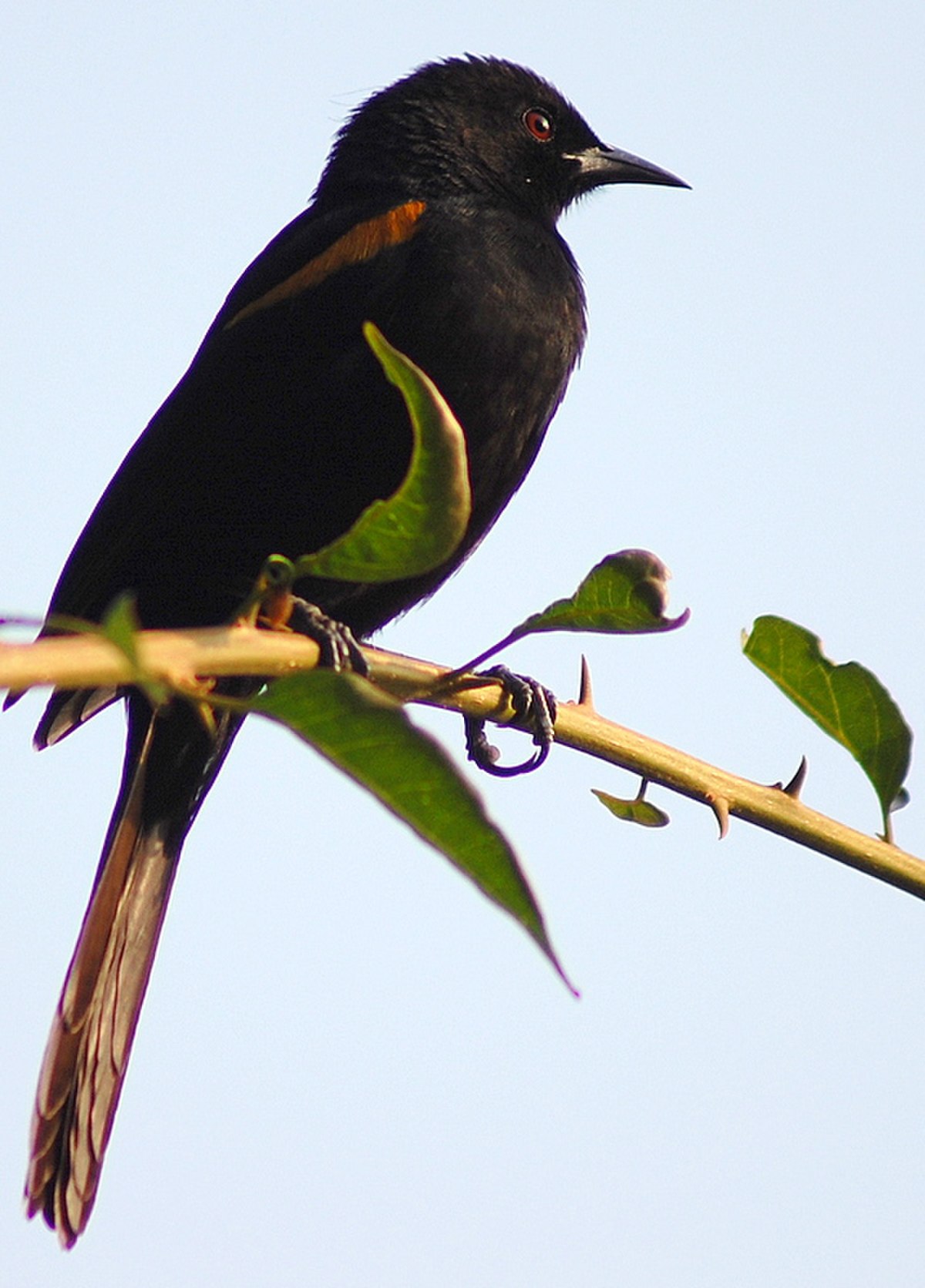 Oriole à épaulettes