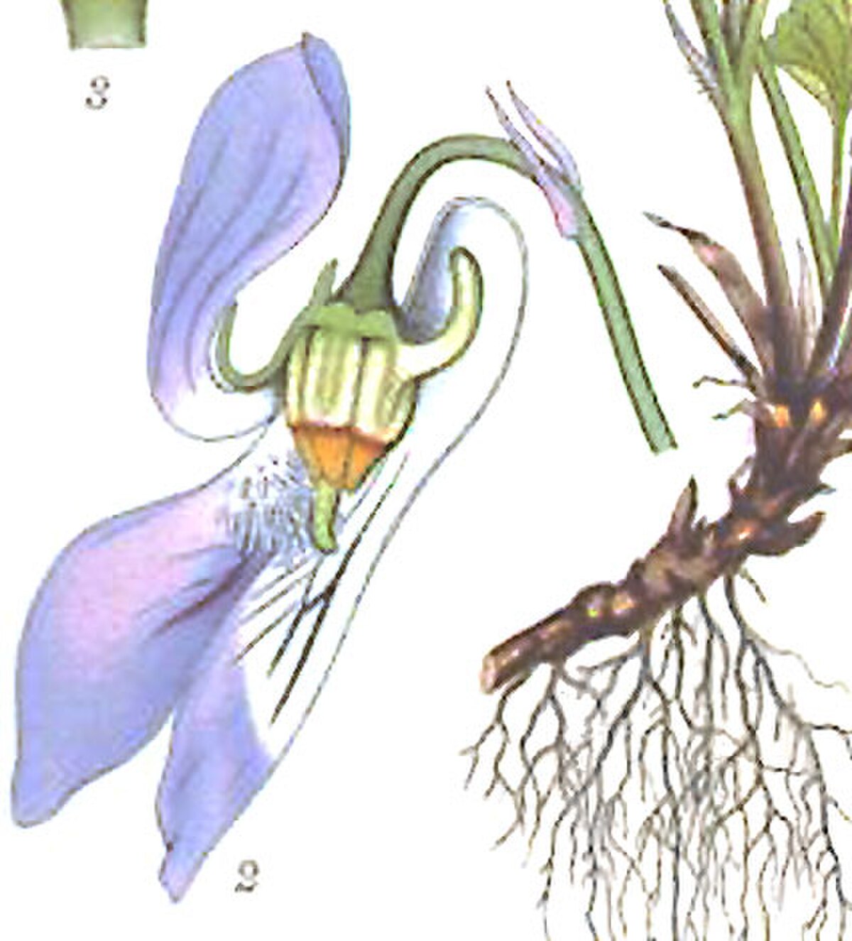 Détail de la fleur disséquée et son éperon