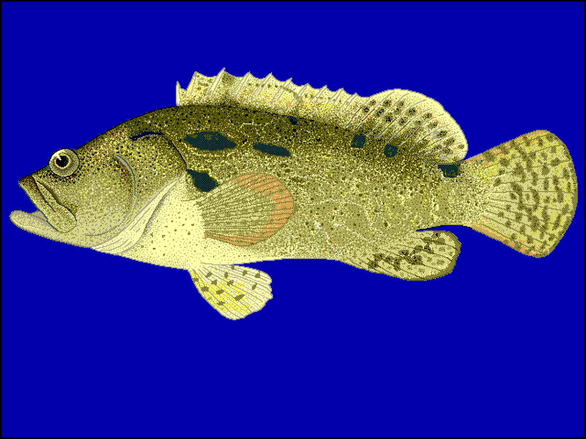 Epinephelus fuscoguttatus