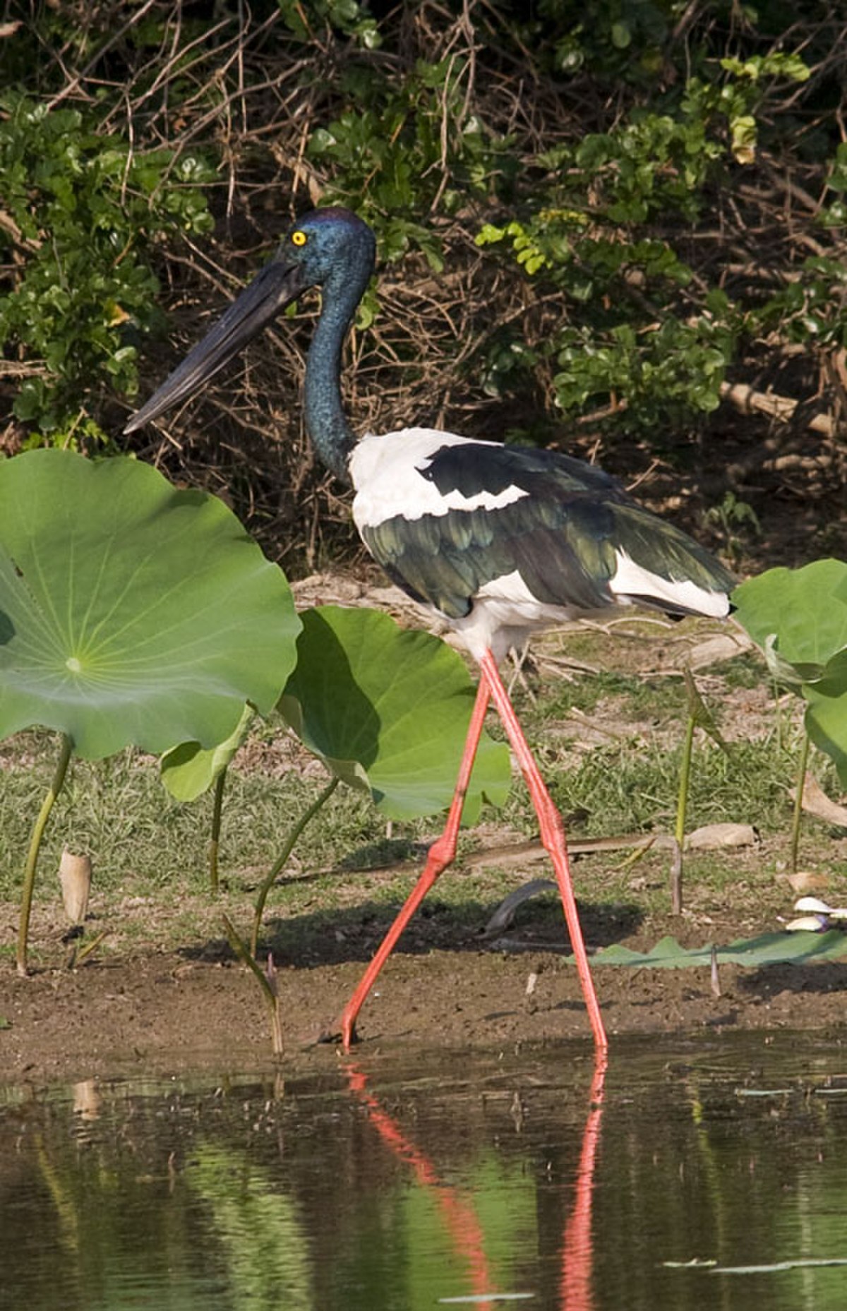 Jabiru d'Asie
