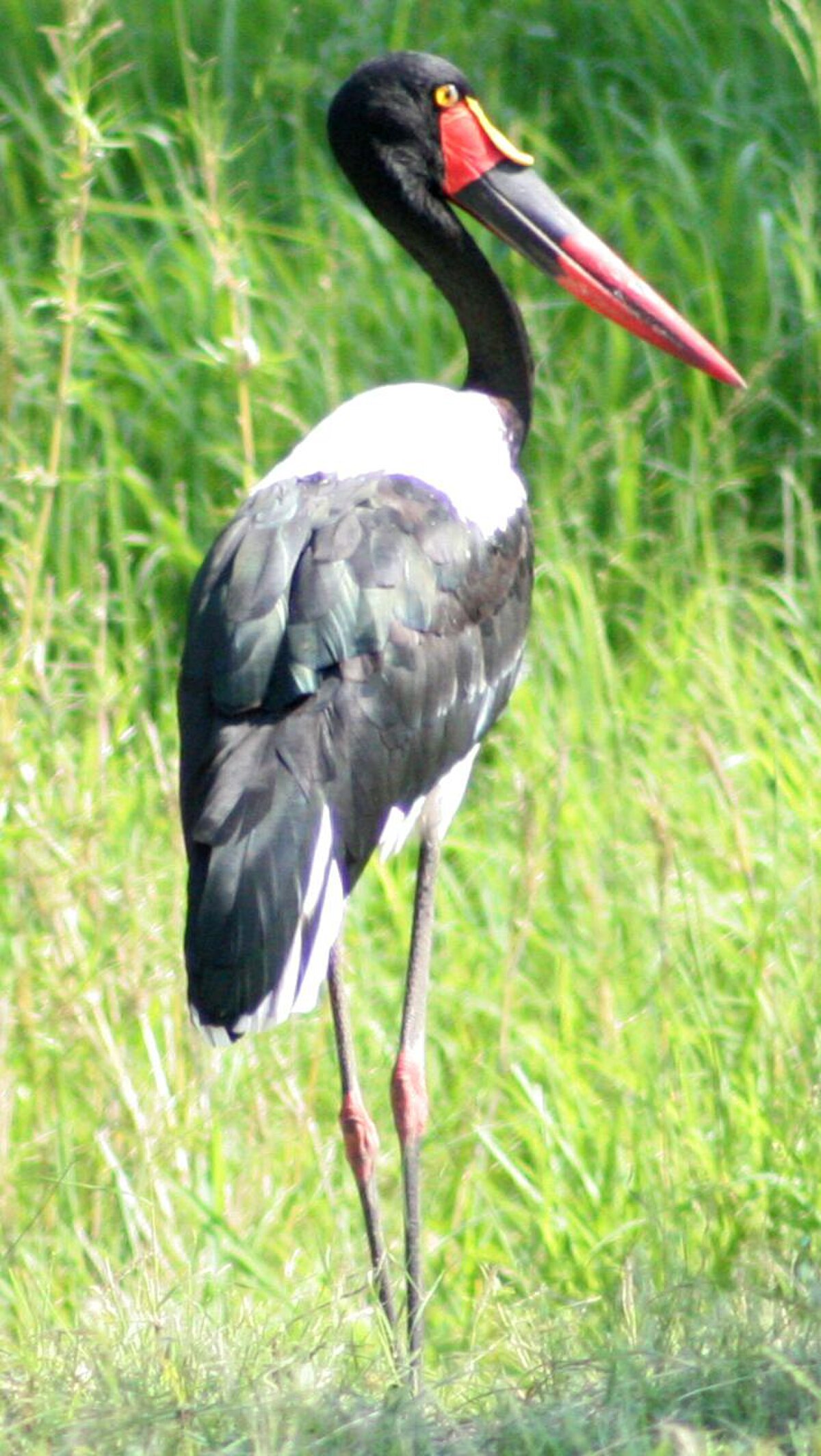 Jabiru d'Afrique