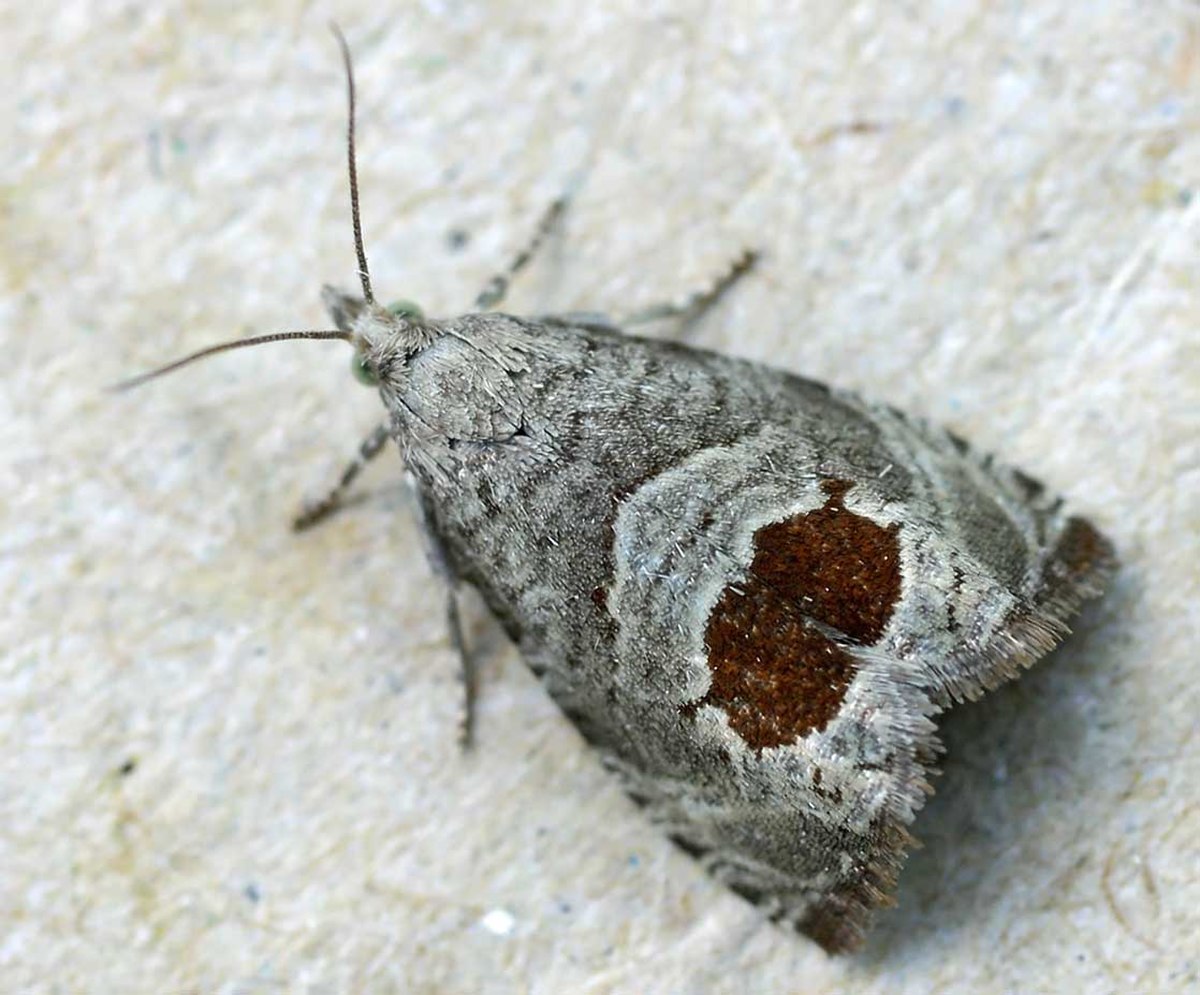 Epiblema