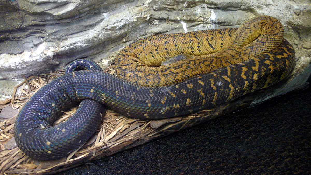 Boa de la Jamaïque