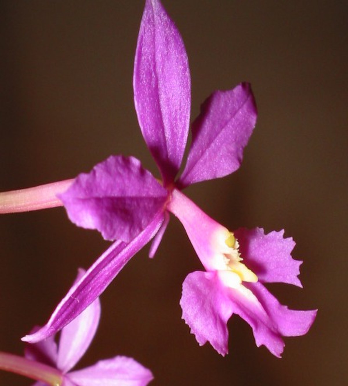 Epidendrum
