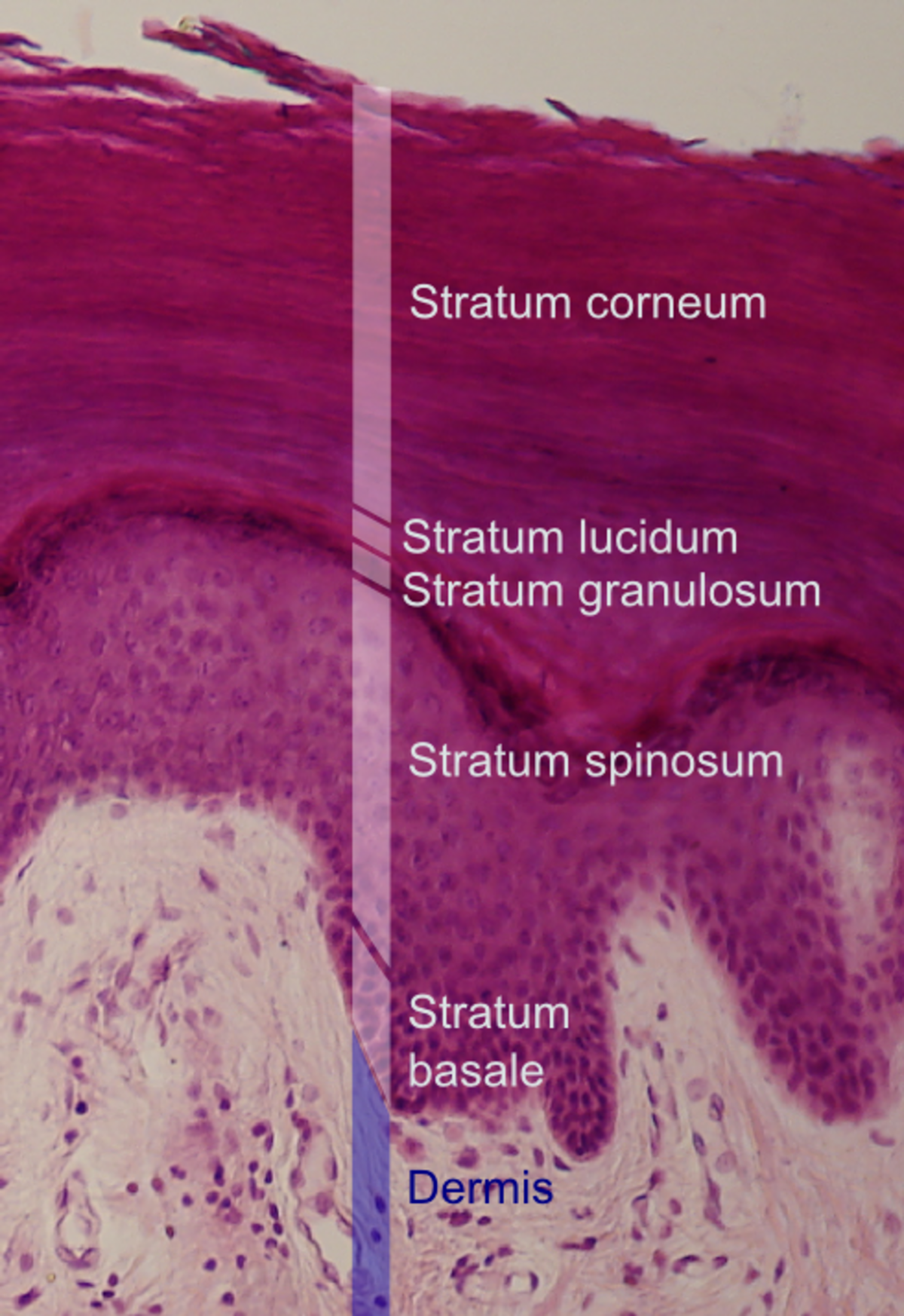 Stratum corneum