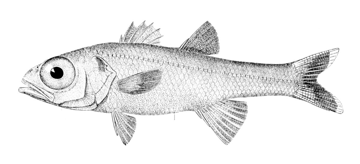 Epigonus