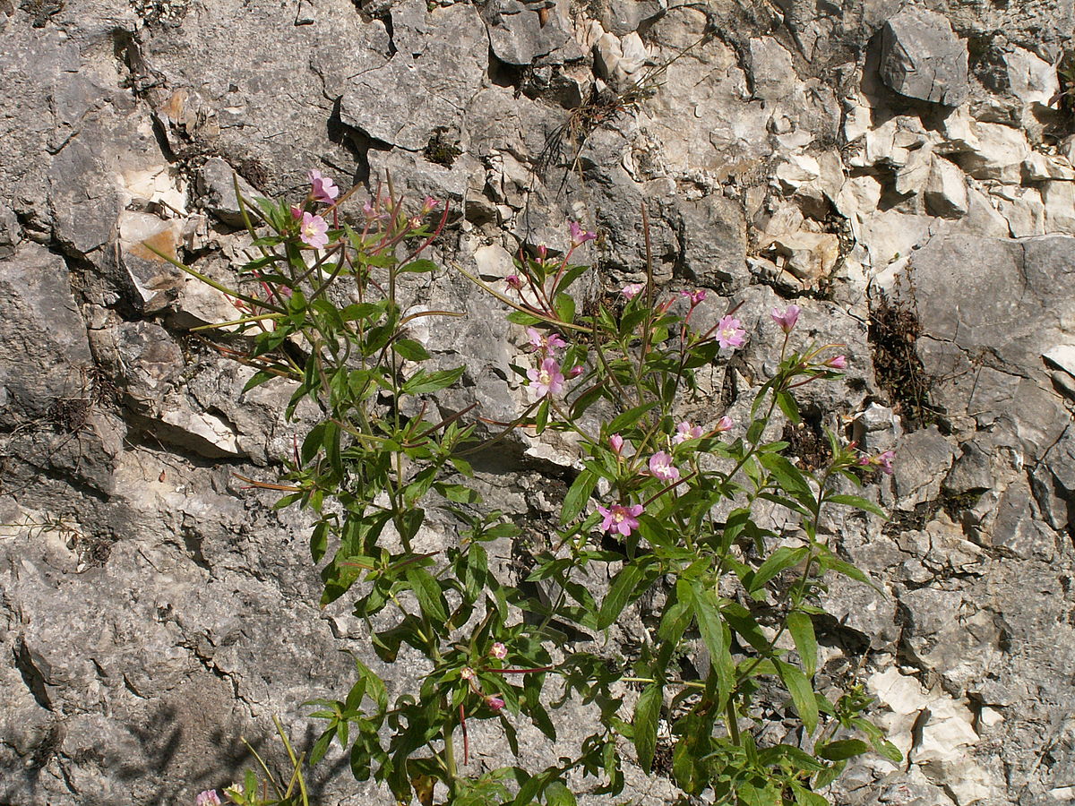 Épilobe