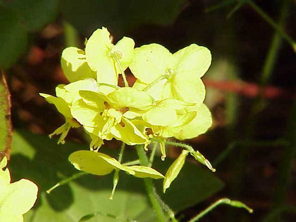 Inflorescence Epimedium pinnatum
