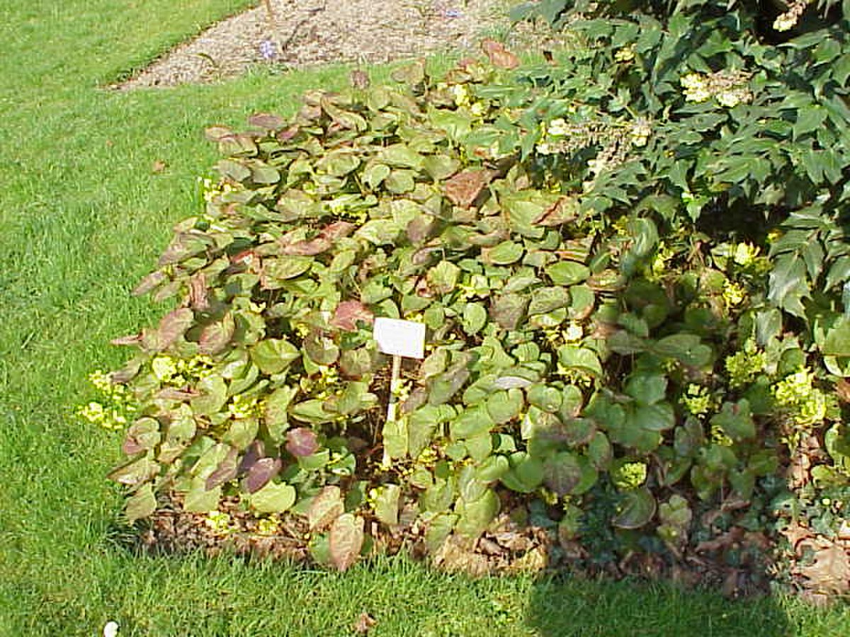 Epimedium