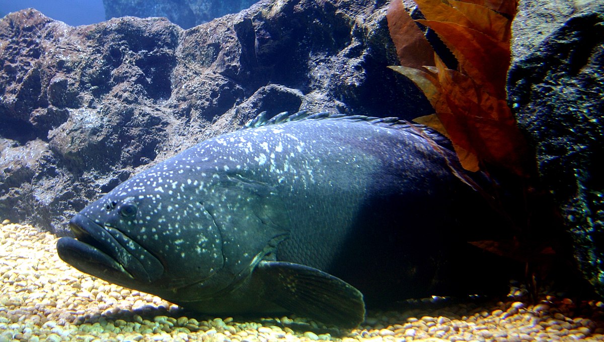 Serranidae