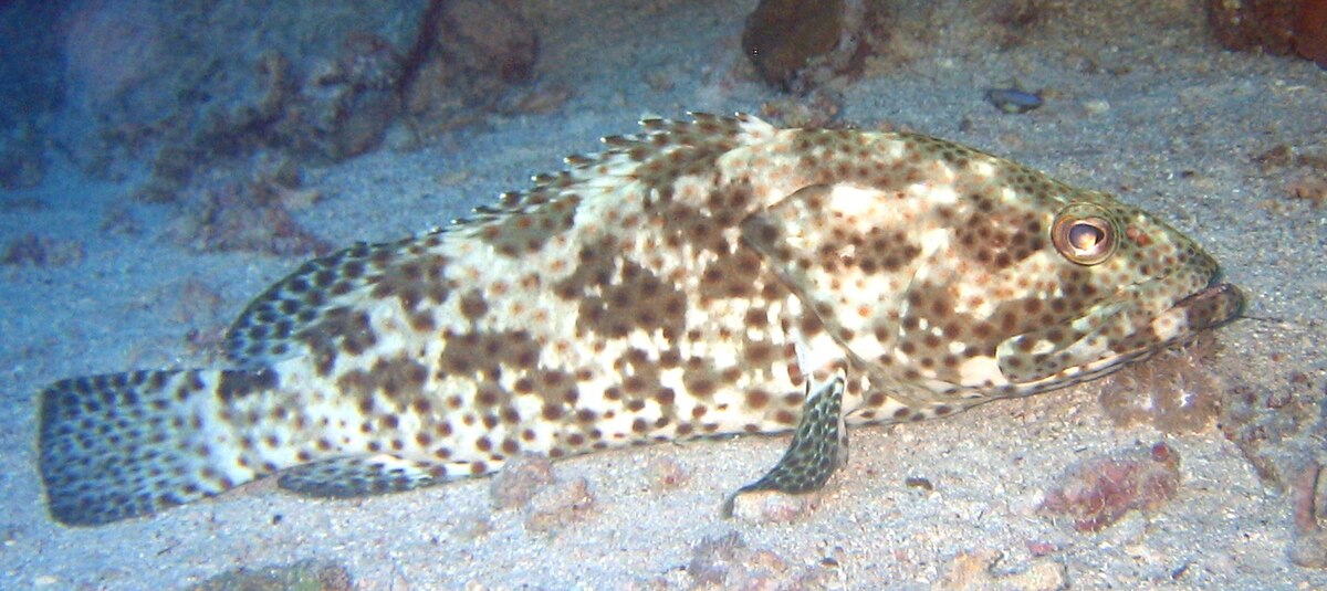 Loche (poisson)
