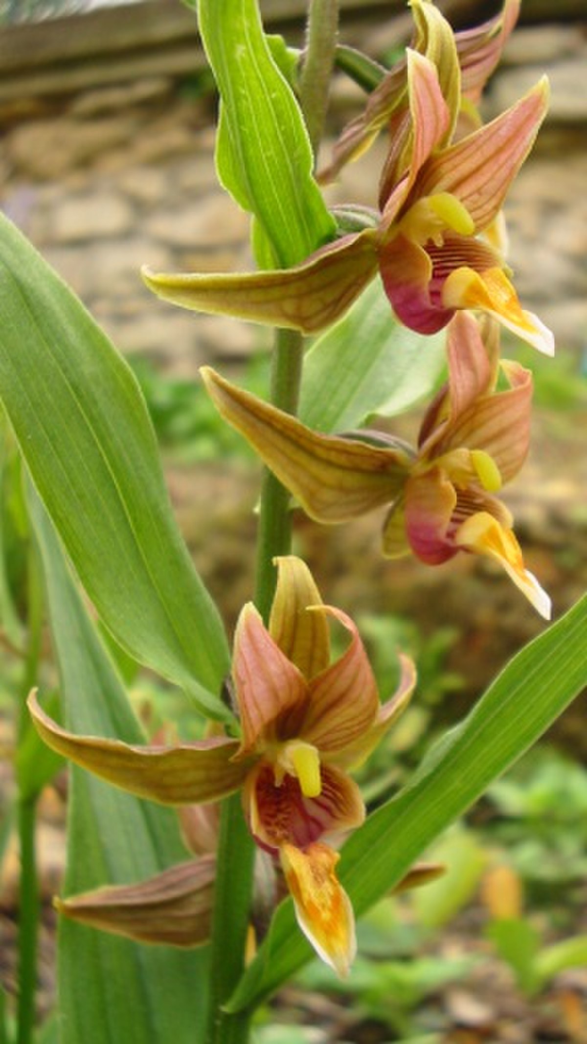 Epipactis