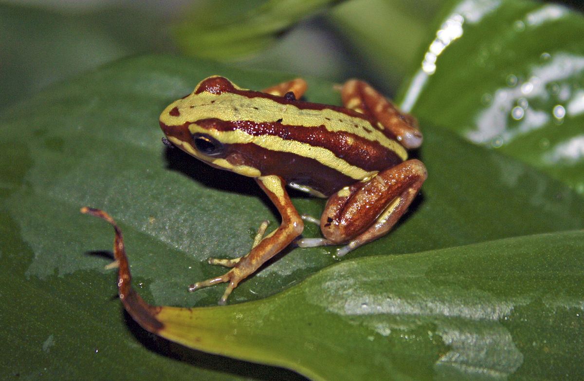 Epipedobates