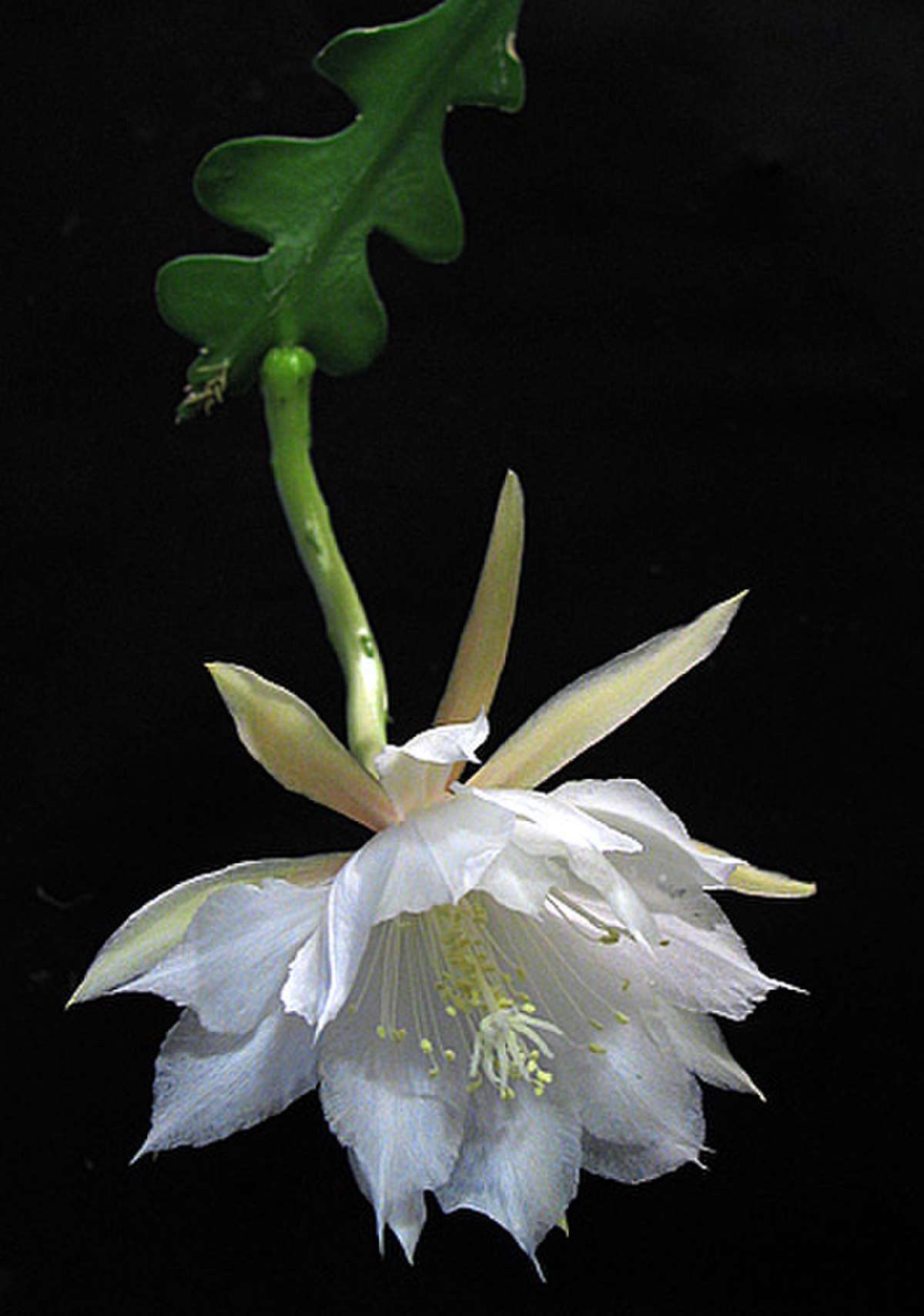 Epiphyllum