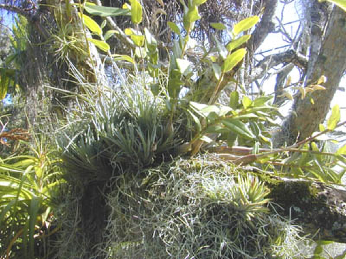 Épiphyte