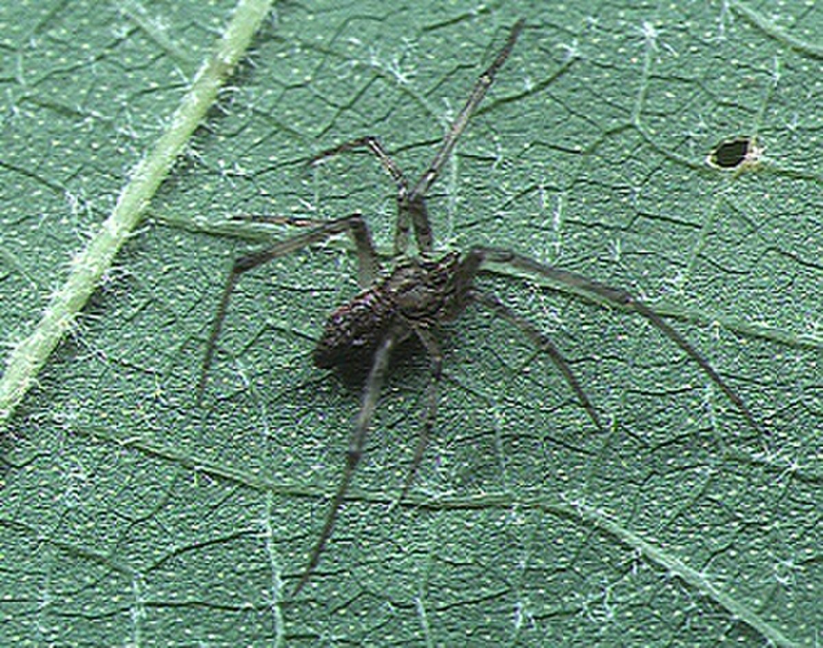 Episinus