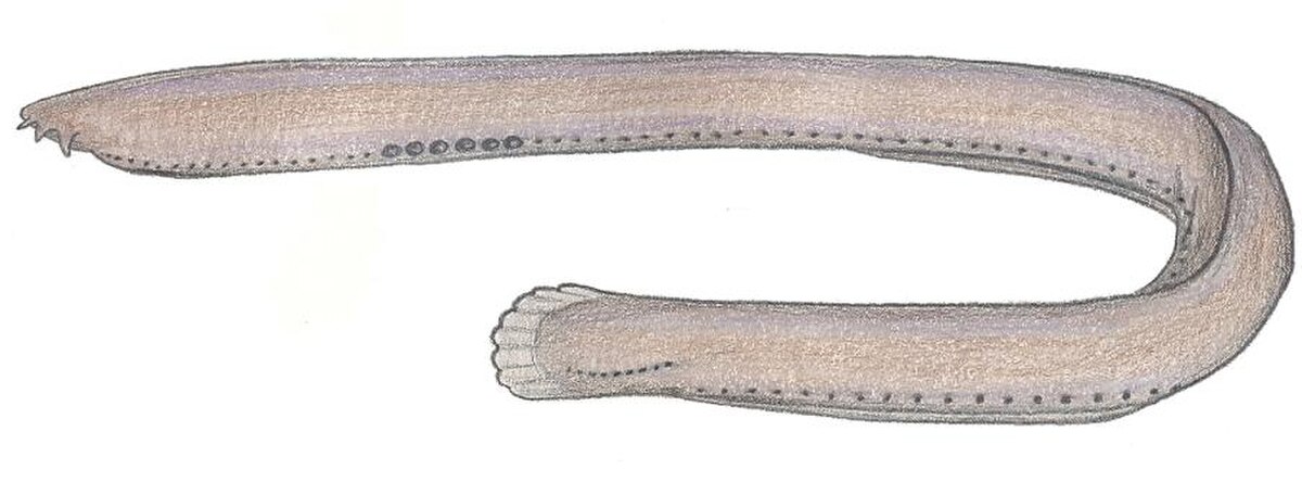 Eptatretus