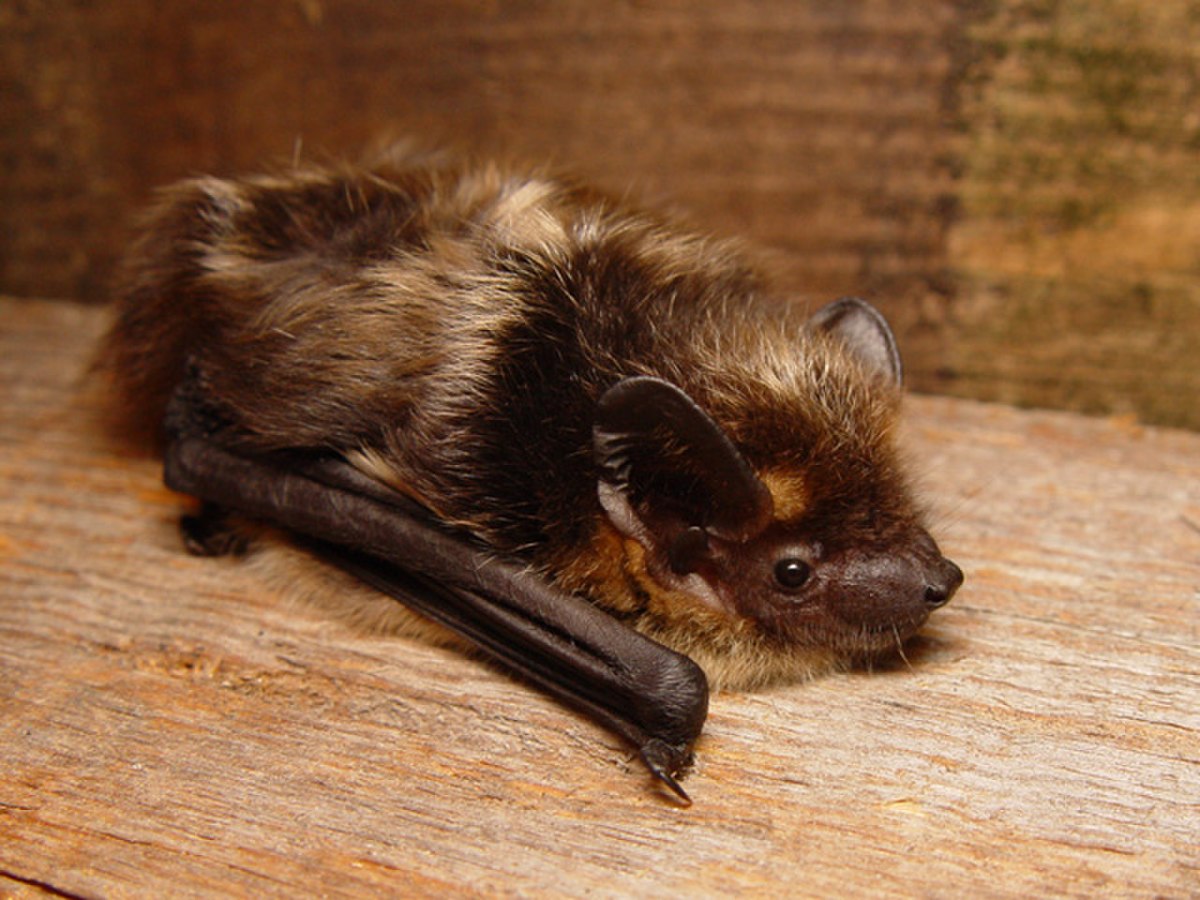 Sérotine de Nilsson (Eptesicus nilssoni)