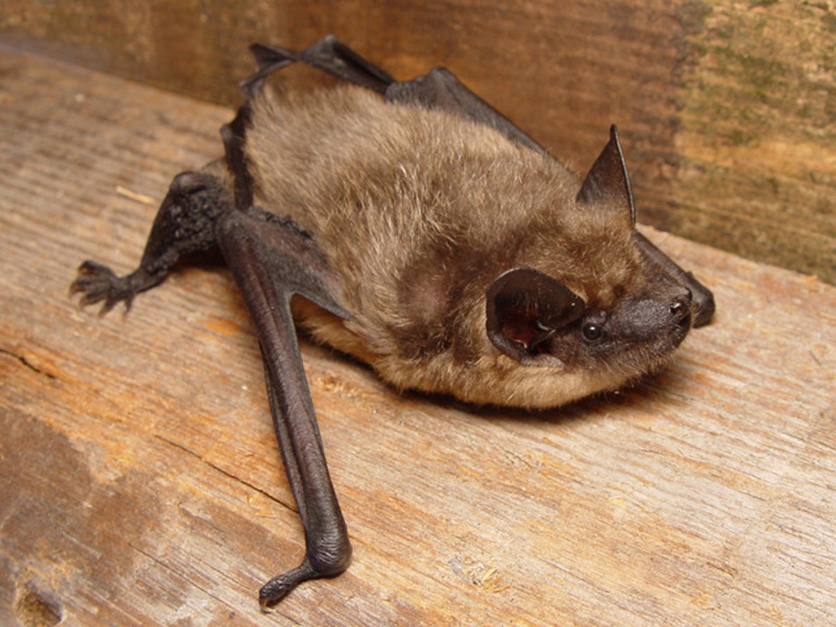 Eptesicus