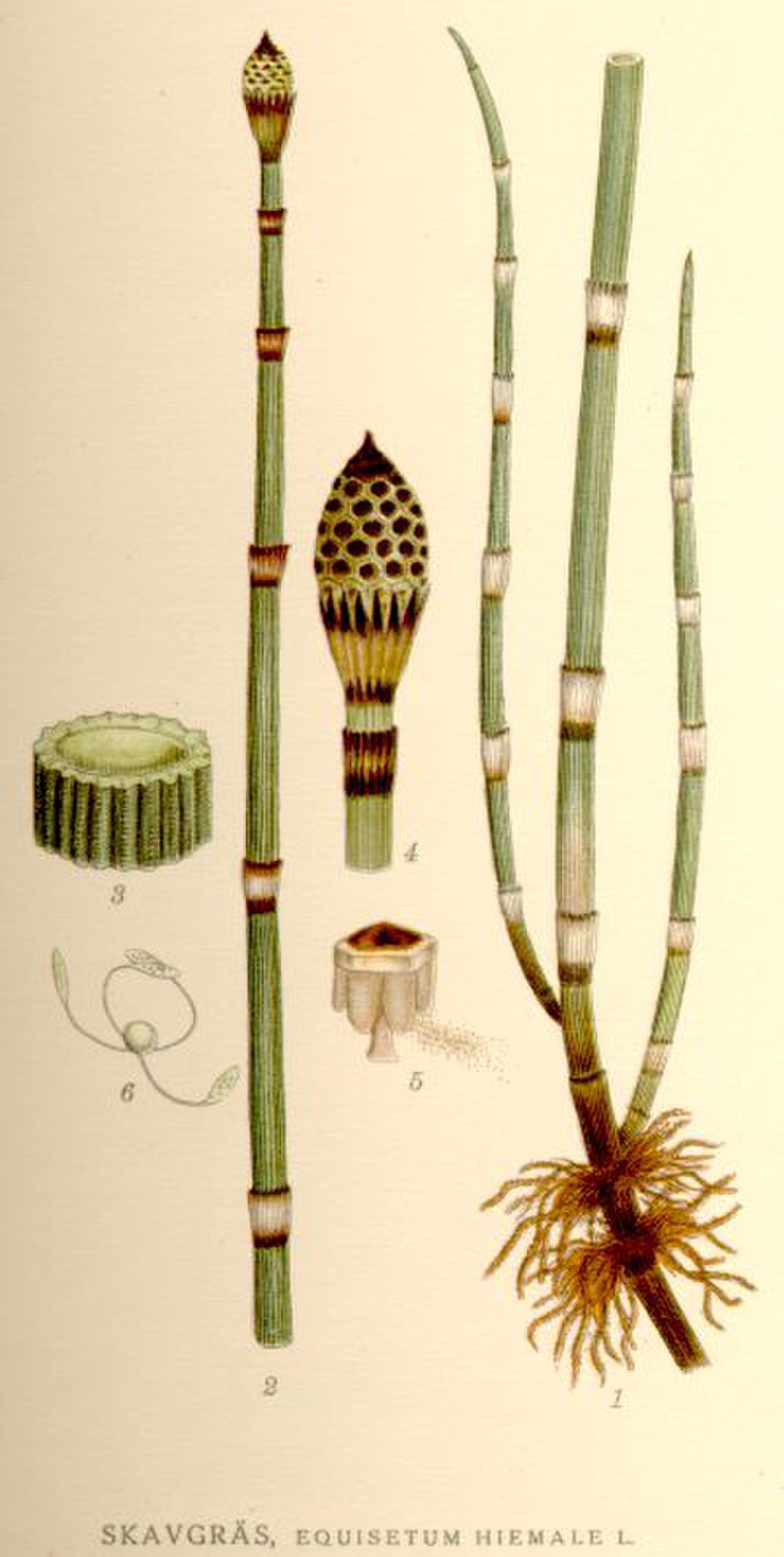 Prêle d'hiver