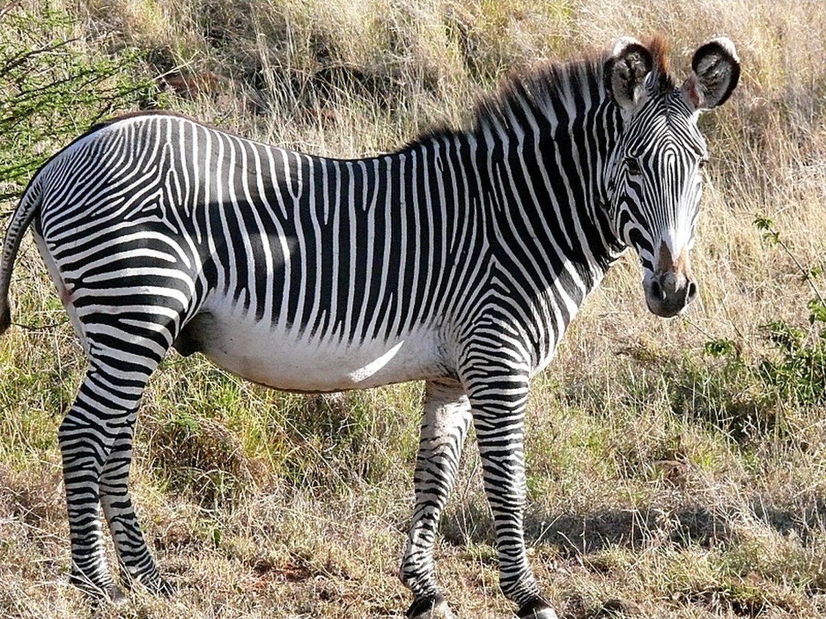 Equus grevyi 1.jpg