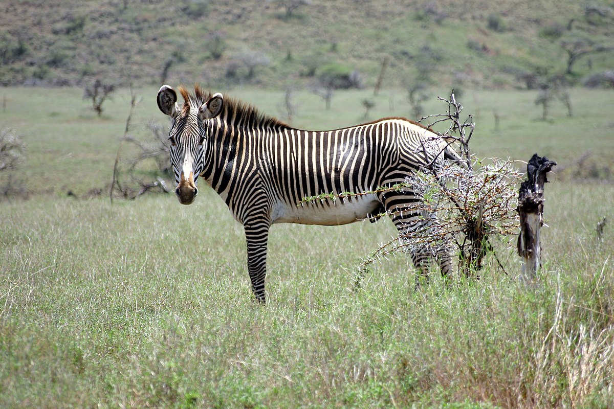 Equus grevyi in Kenya (male).jpg