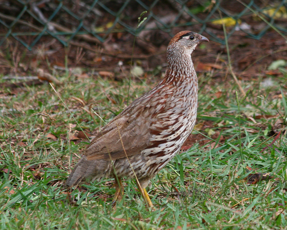 Francolin d'Erckel