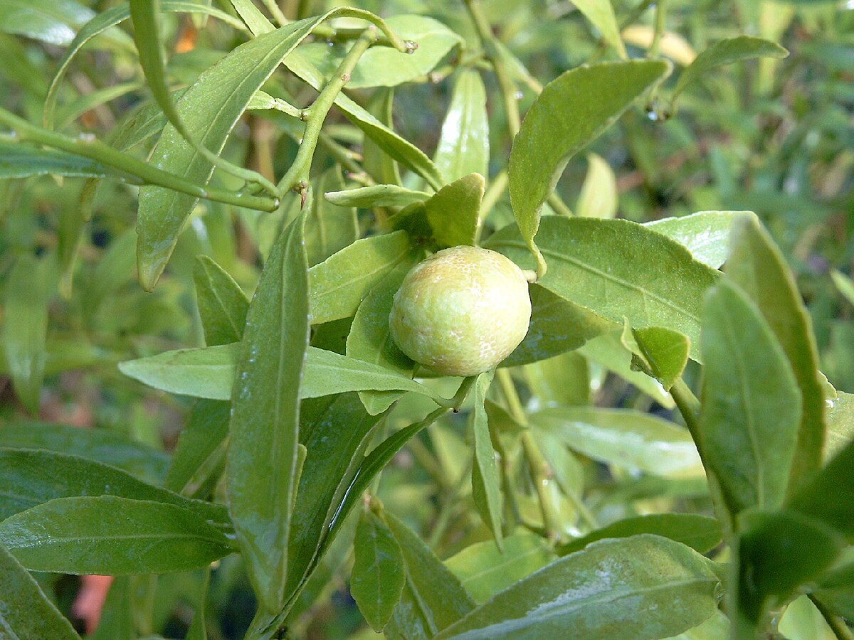 Eremocitrus glauca